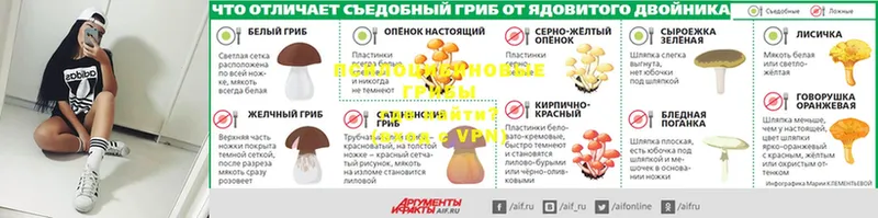 Псилоцибиновые грибы прущие грибы  Майкоп 